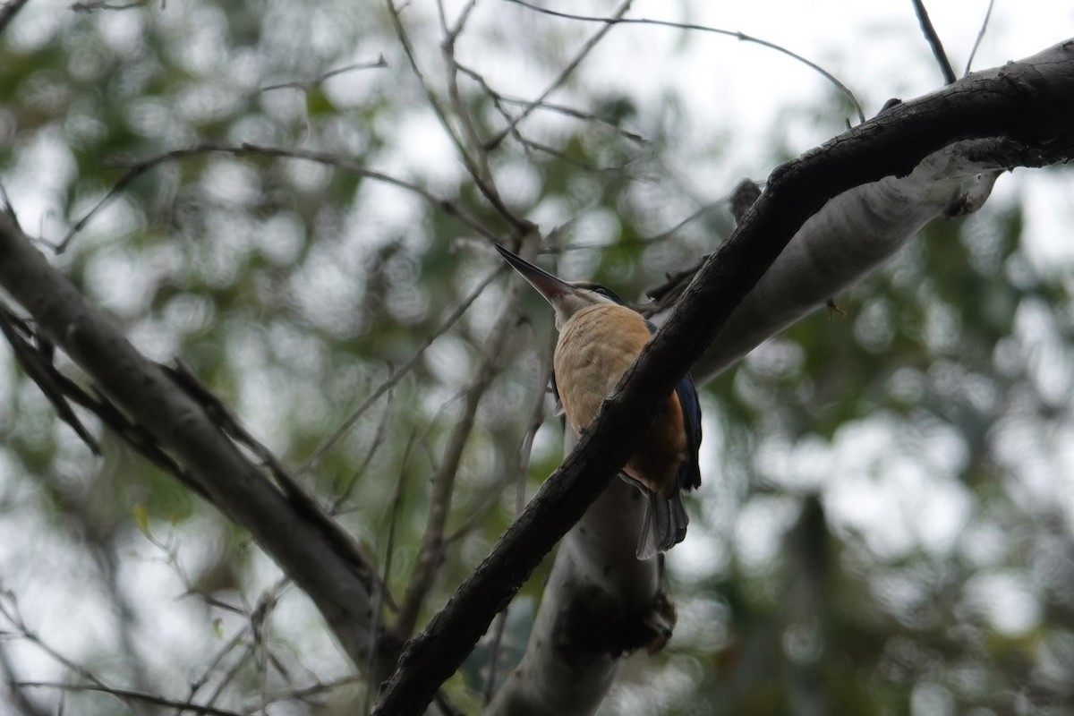 Sacred Kingfisher - ML645158135