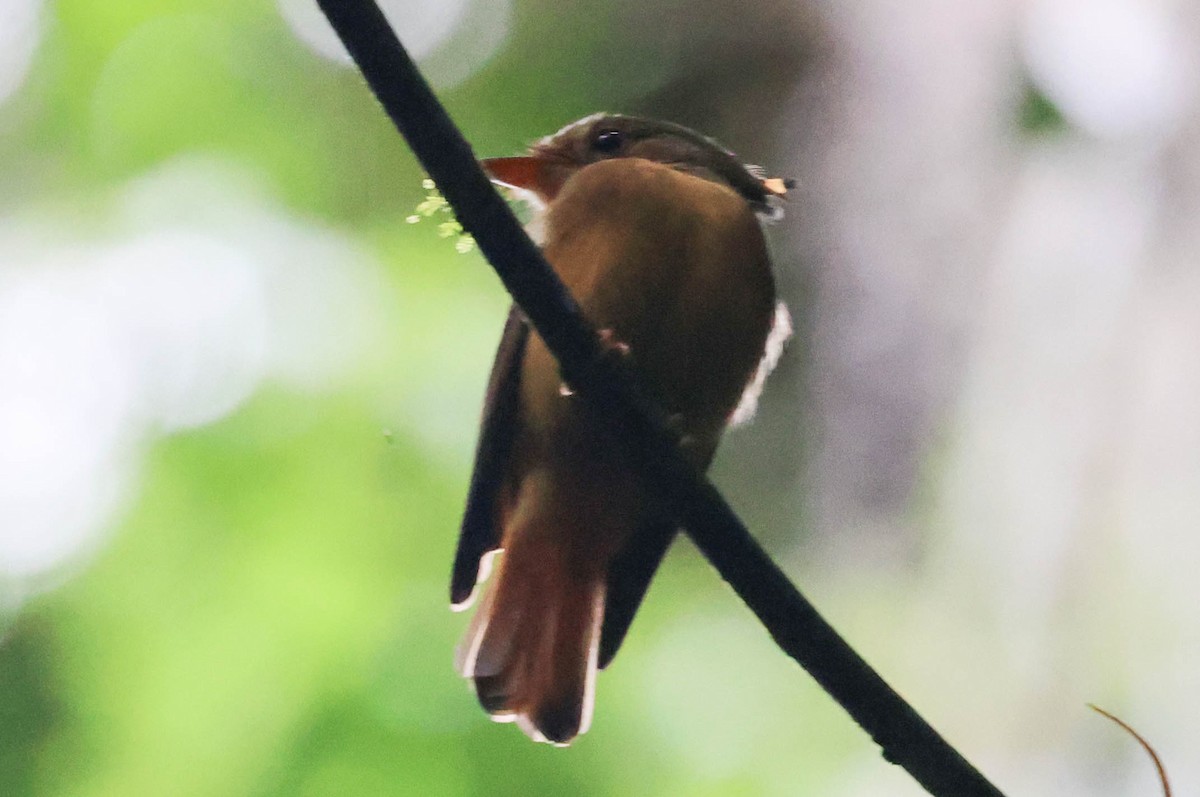 Atlantic Royal Flycatcher - ML645158137