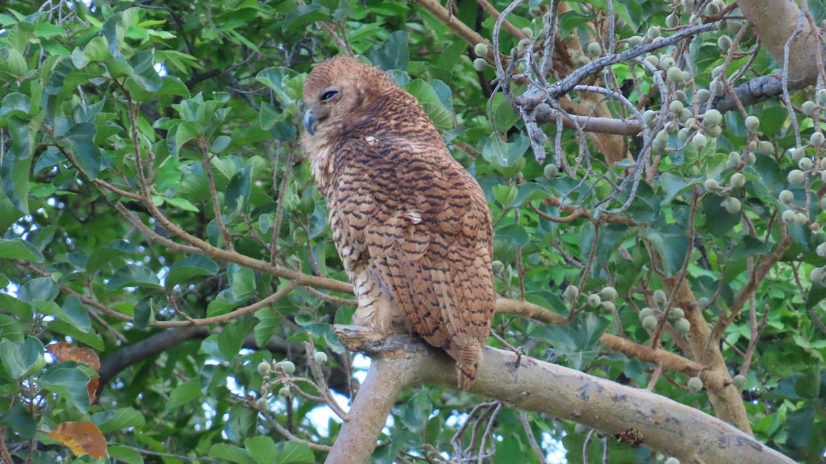 Pel's Fishing-Owl - ML645158142