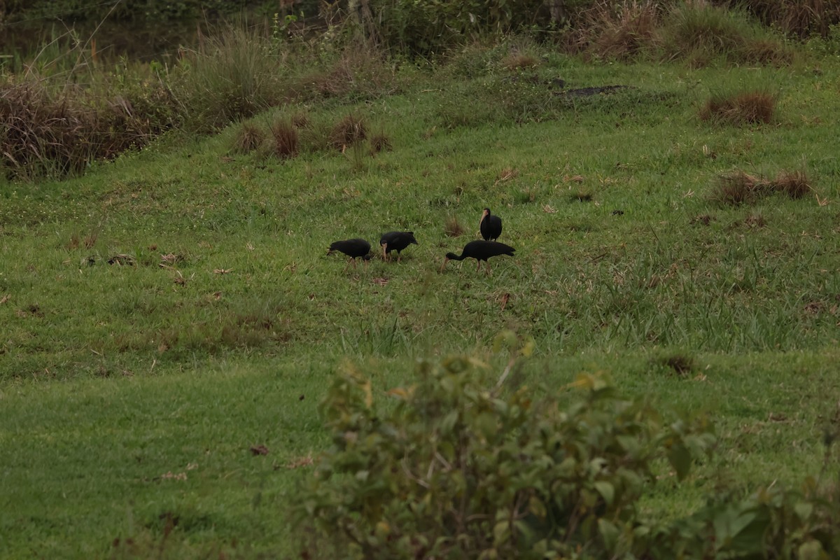Bare-faced Ibis - ML645158146