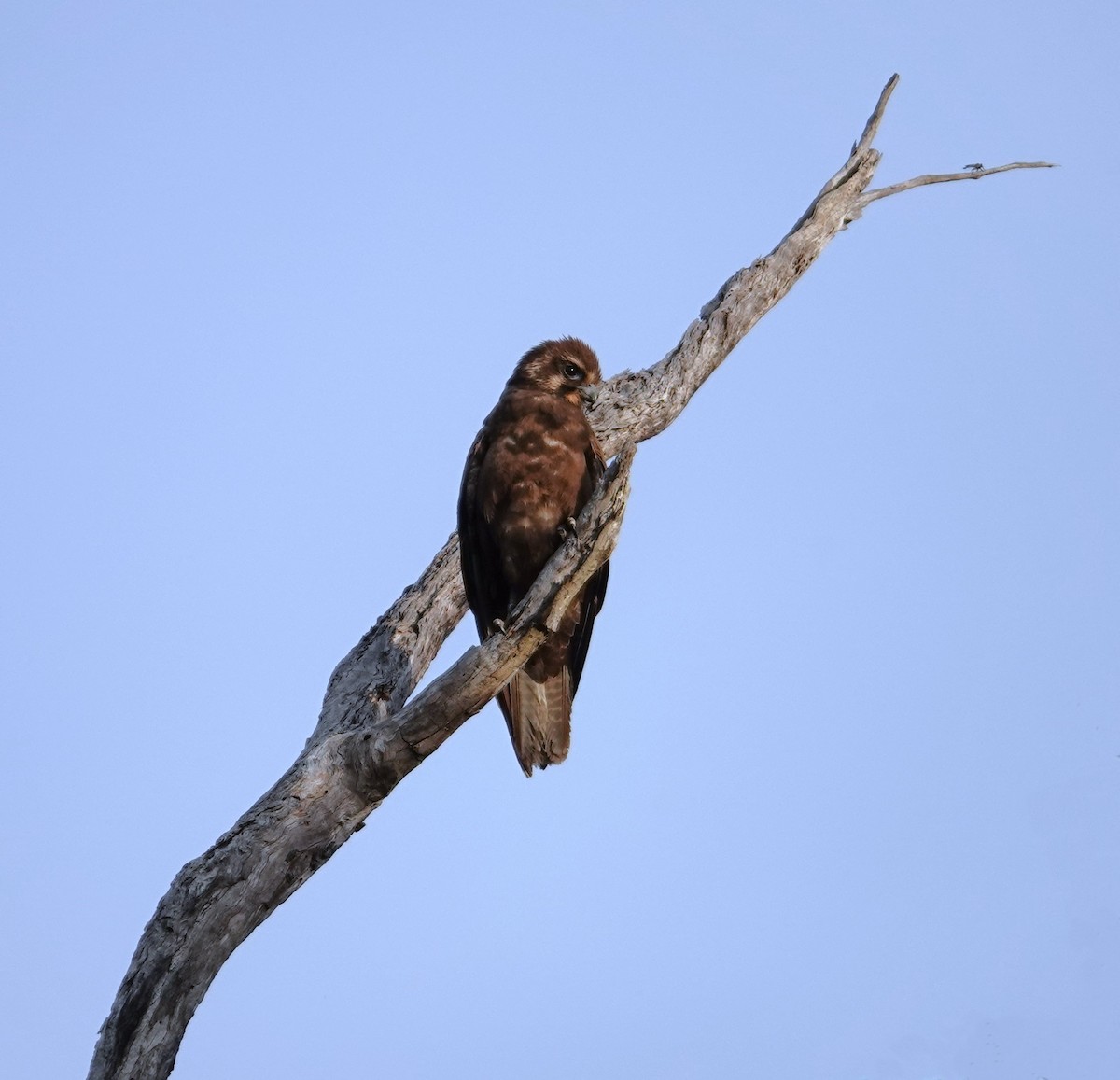 Brown Falcon - ML645158147
