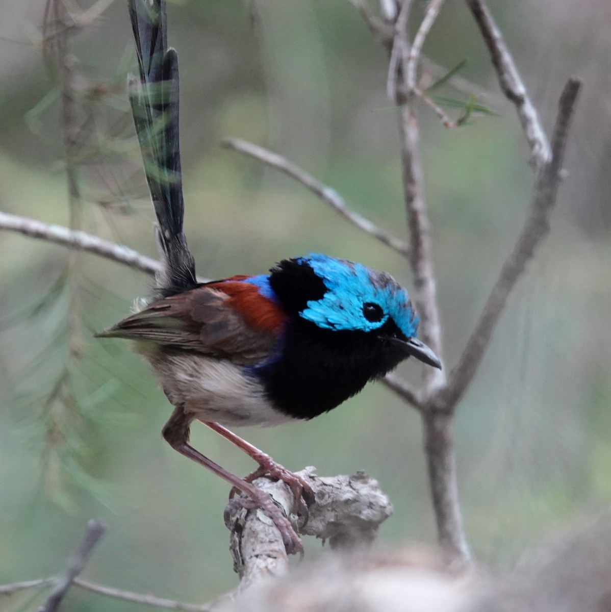 Variegated Fairywren - ML645158164