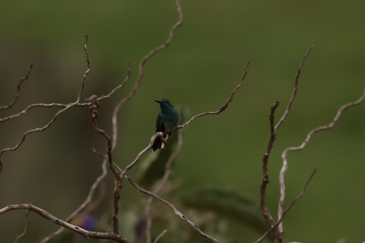 White-vented Violetear - ML645158178