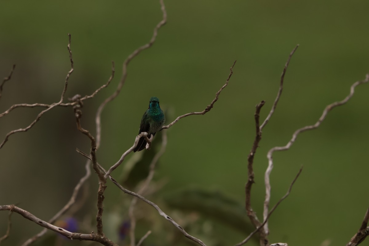 White-vented Violetear - ML645158179