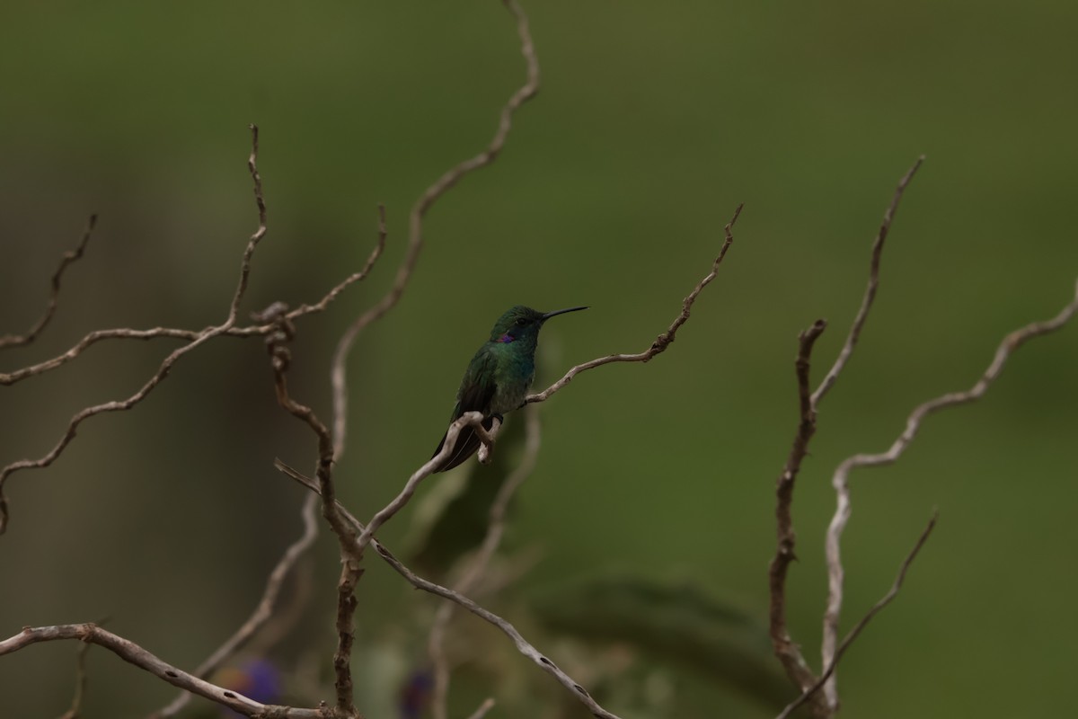 White-vented Violetear - ML645158180