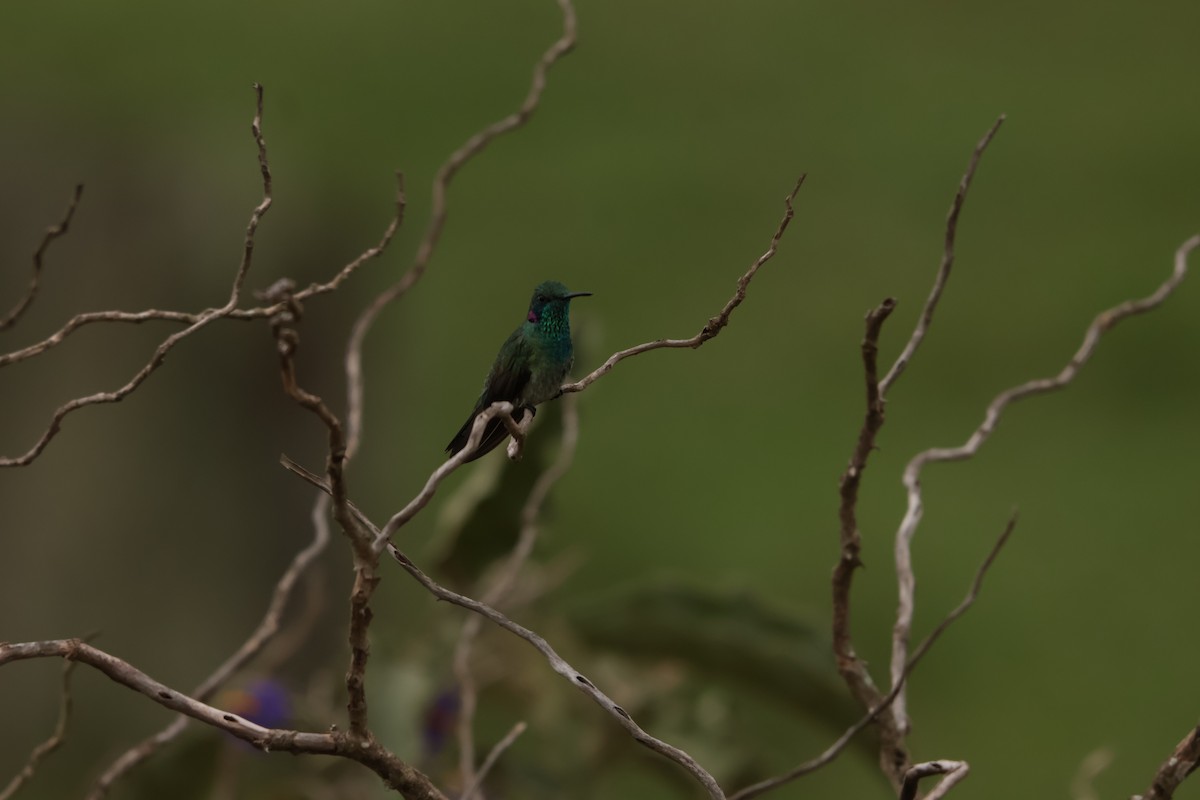 White-vented Violetear - ML645158181