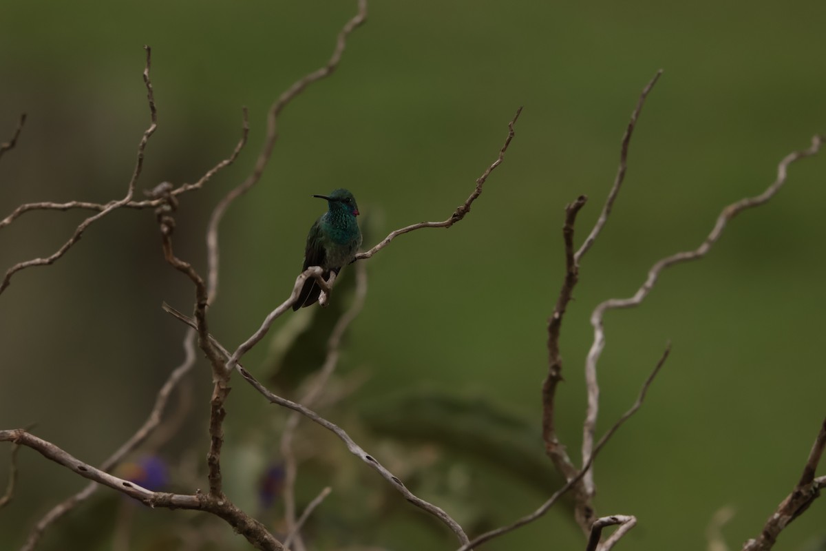 White-vented Violetear - ML645158182