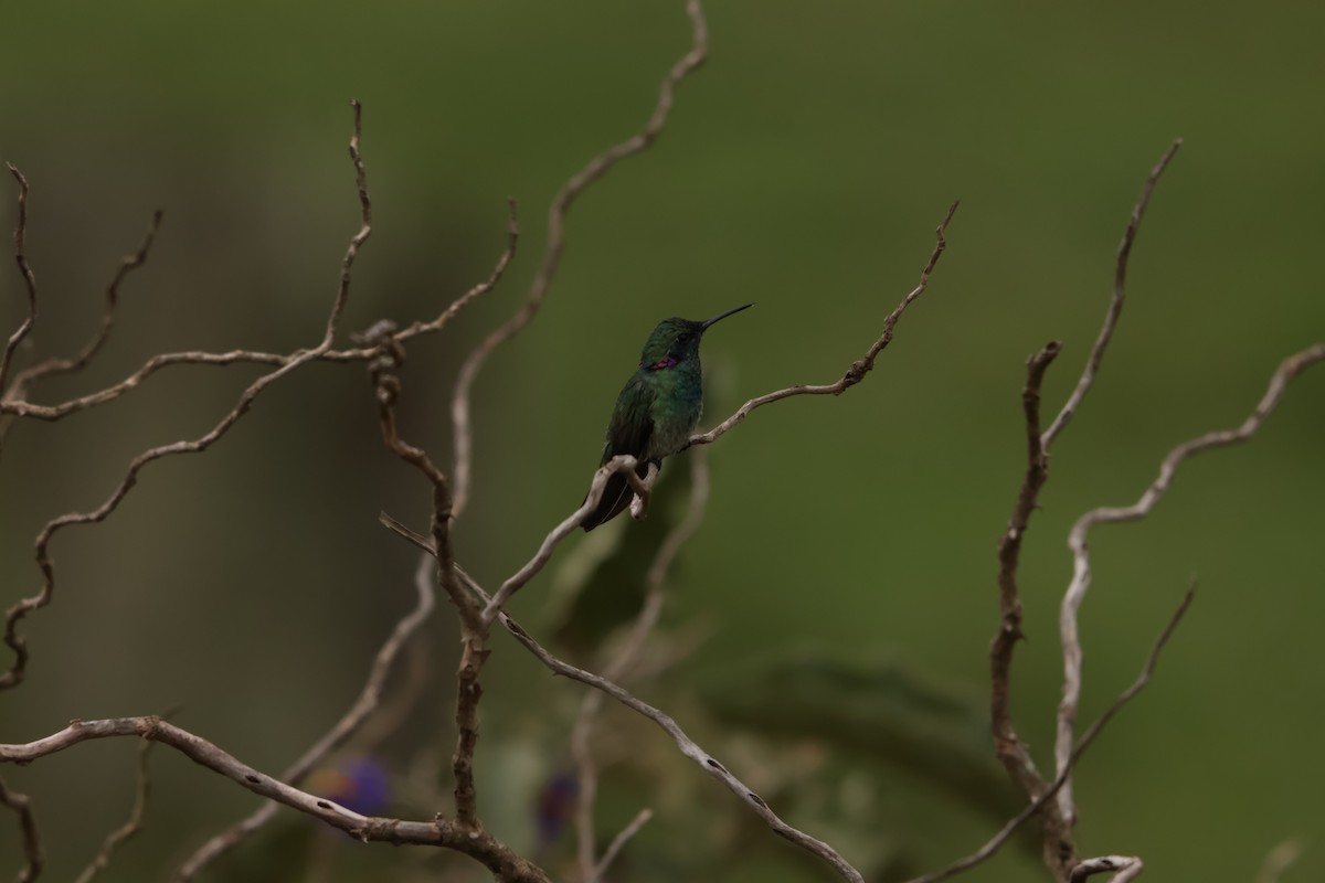 White-vented Violetear - ML645158183
