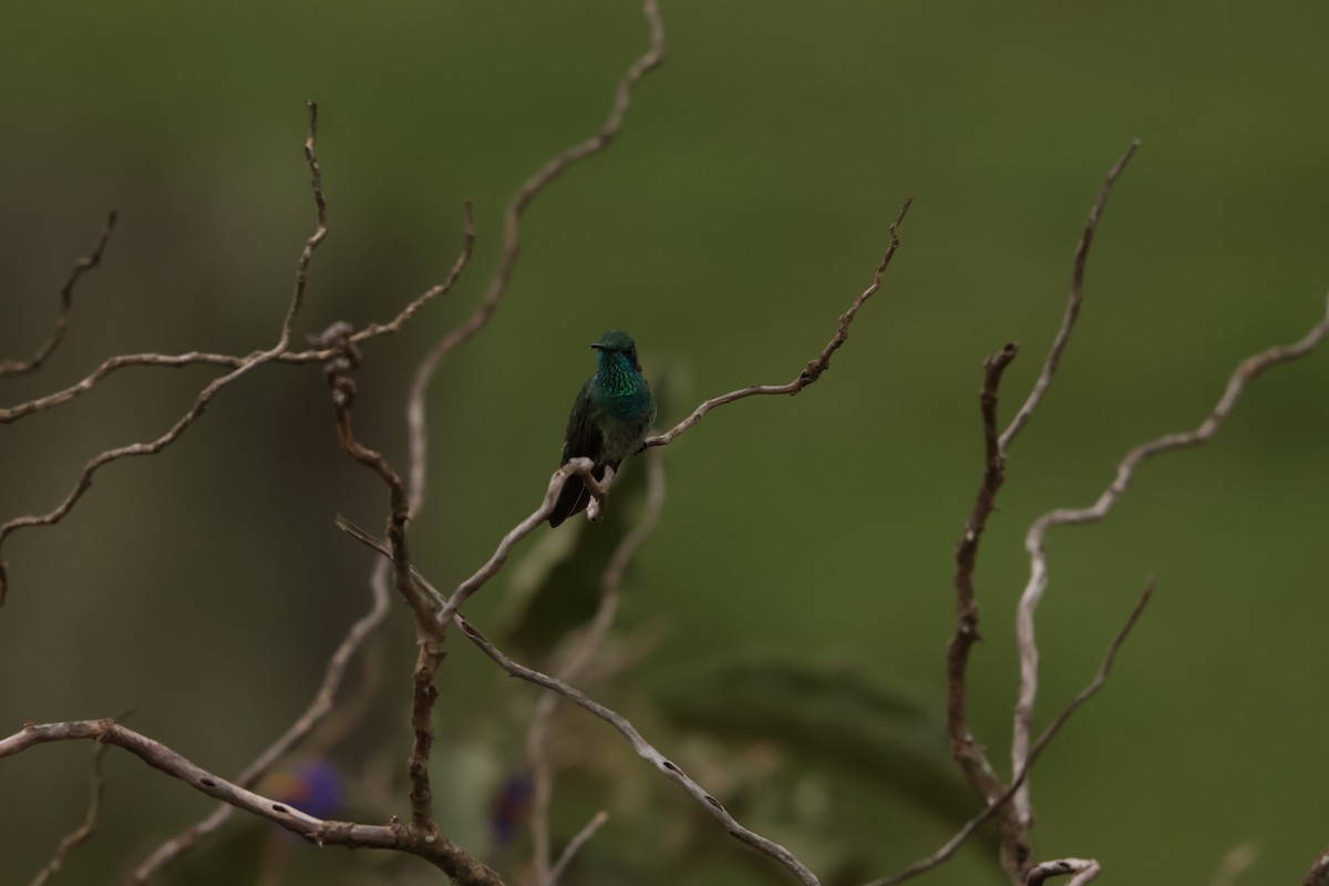 White-vented Violetear - ML645158184