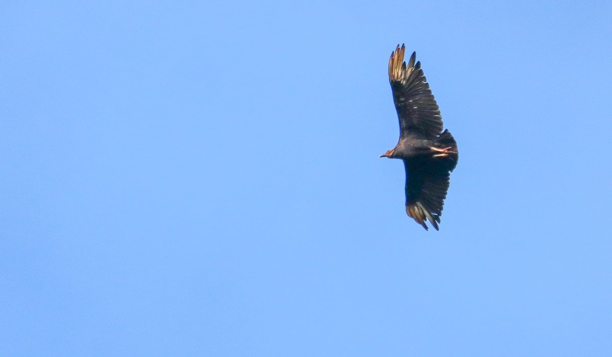 Black Vulture - ML645158196