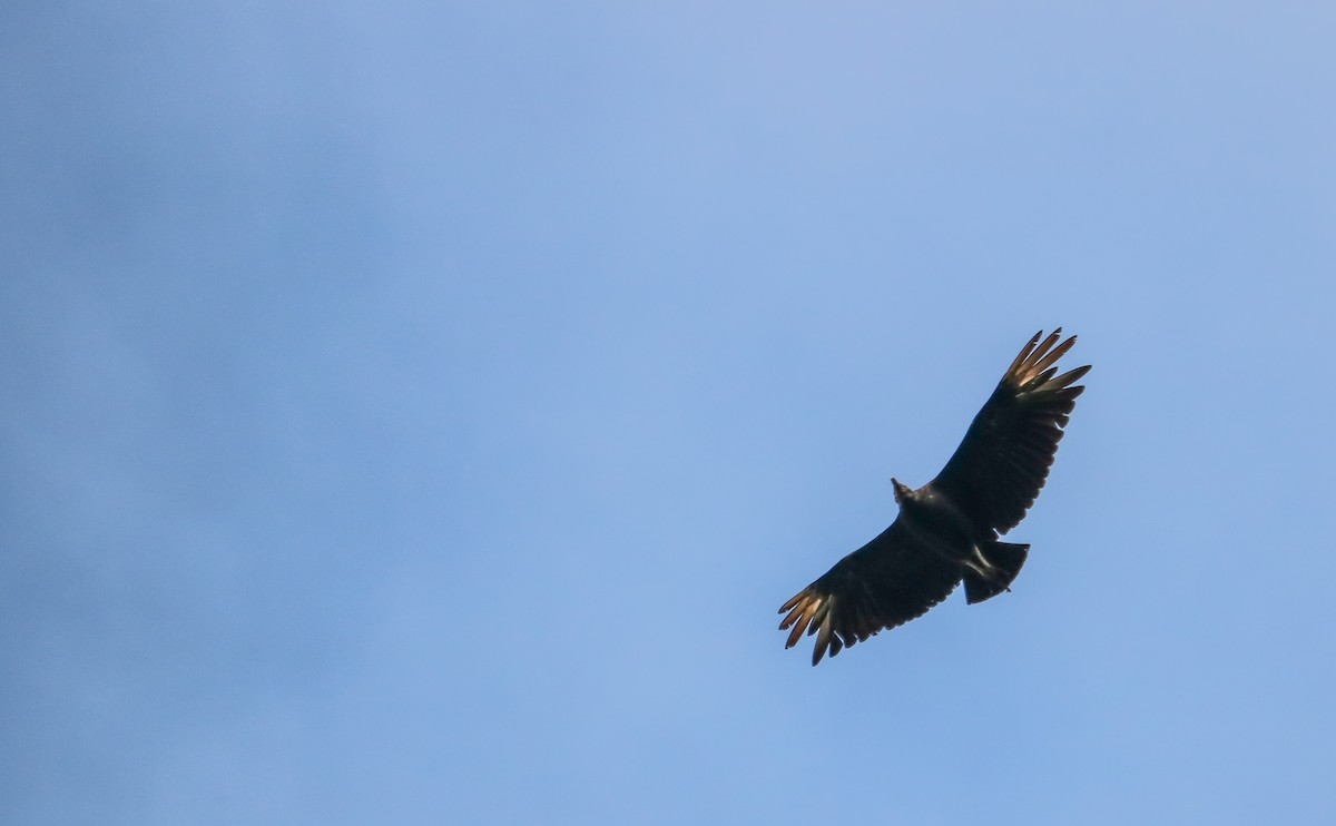 Black Vulture - ML645158197