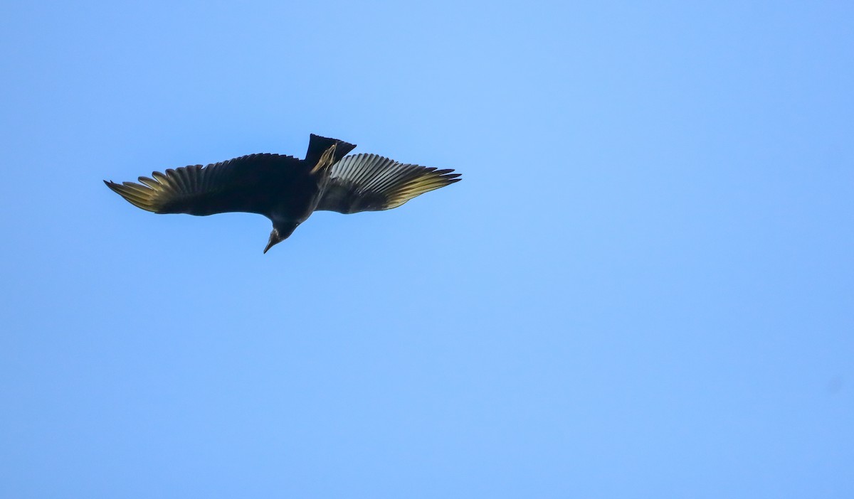 Black Vulture - ML645158199