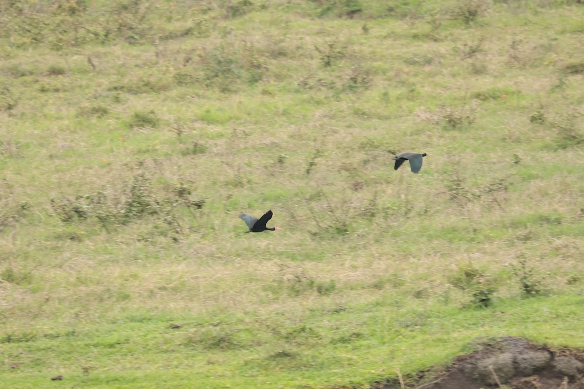 Bare-faced Ibis - ML645158205
