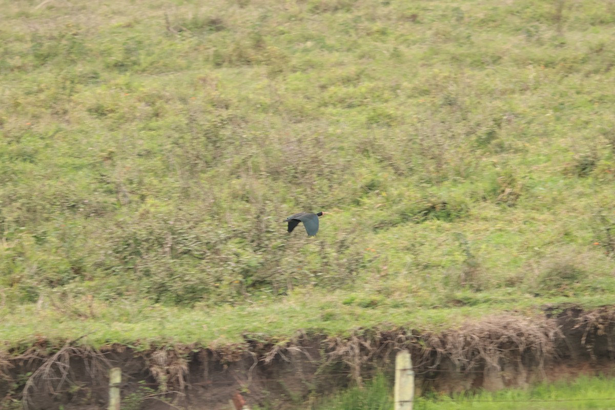 Bare-faced Ibis - ML645158206