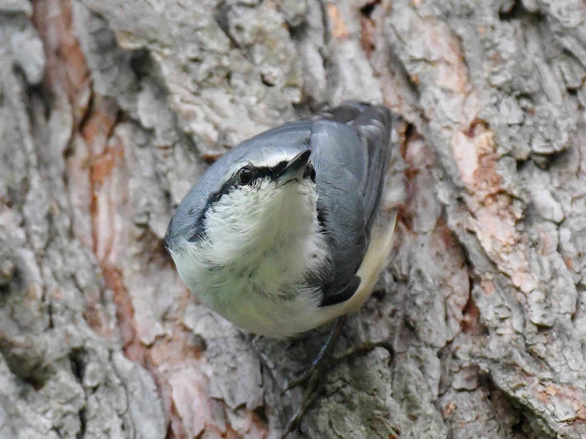 Повзик звичайний - ML645158209