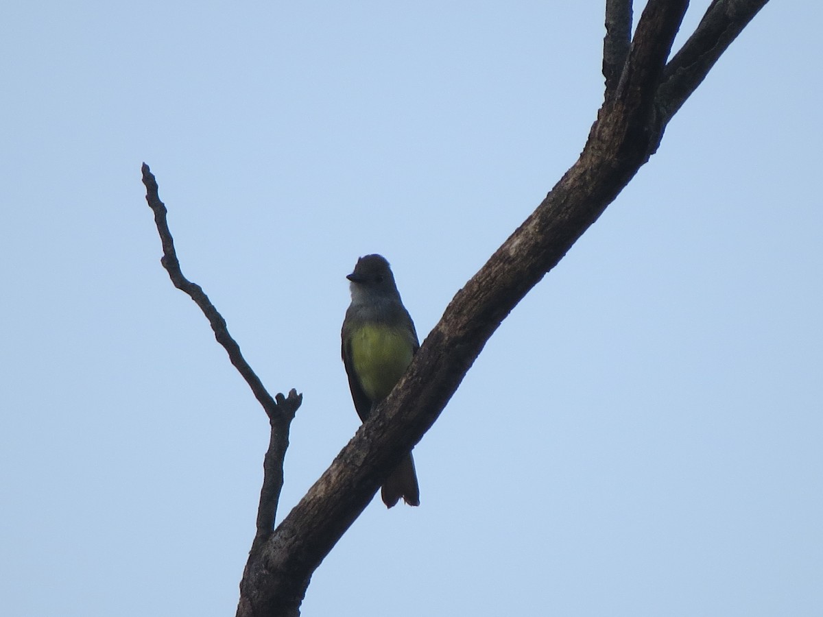 Great Crested Flycatcher - ML64515821