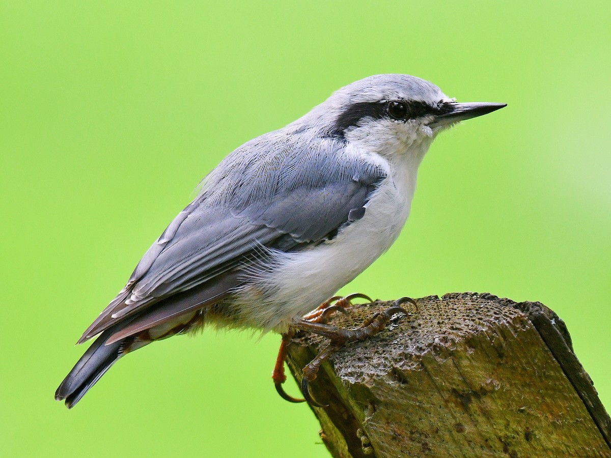 Повзик звичайний - ML645158210