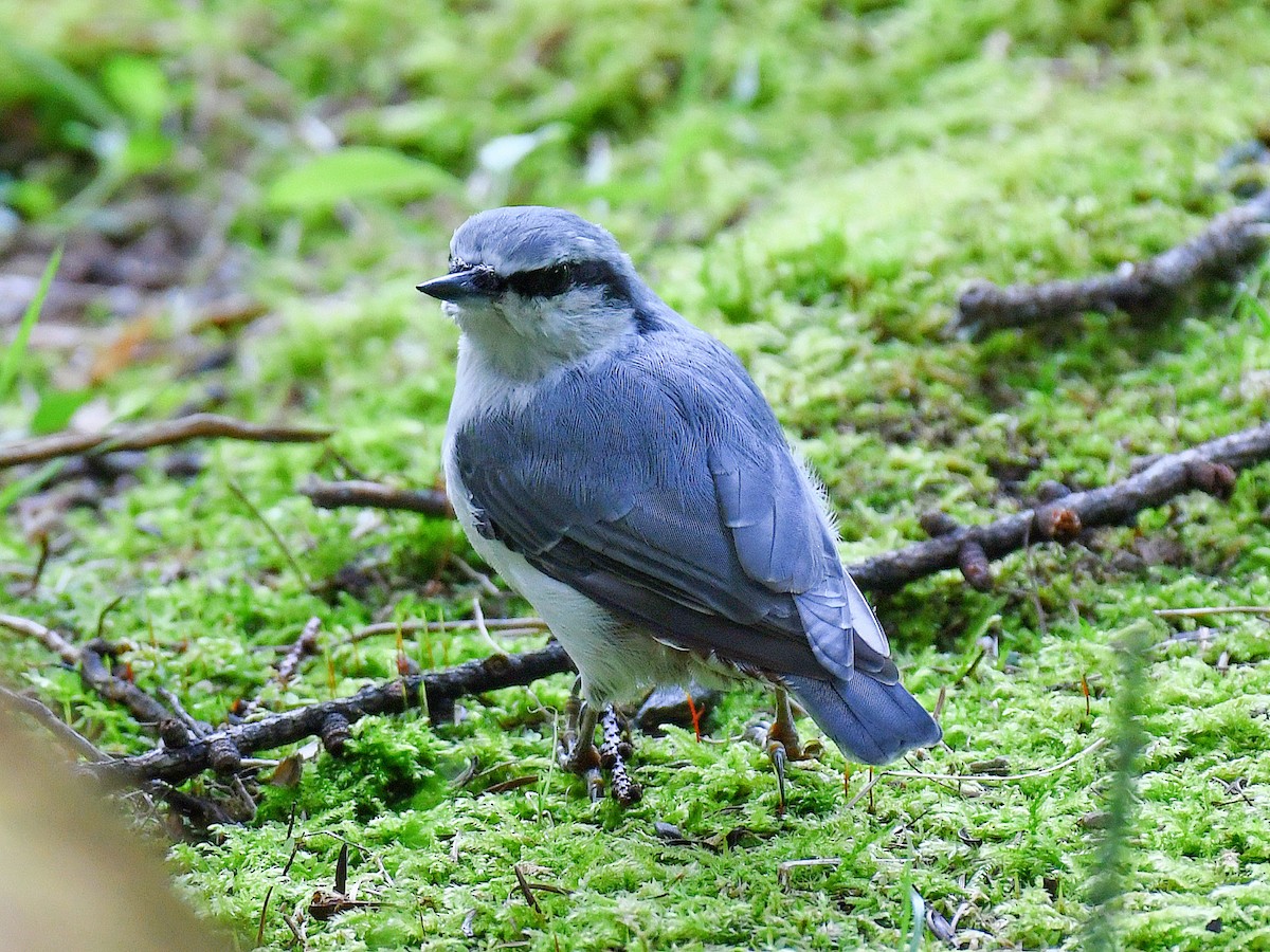 Повзик звичайний - ML645158211