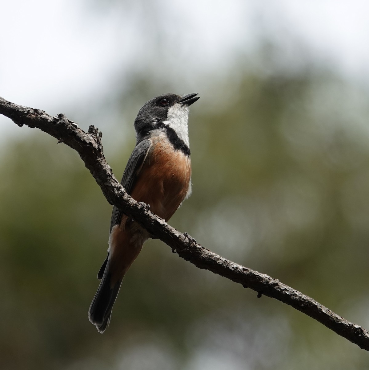 Rufous Whistler - ML645158214