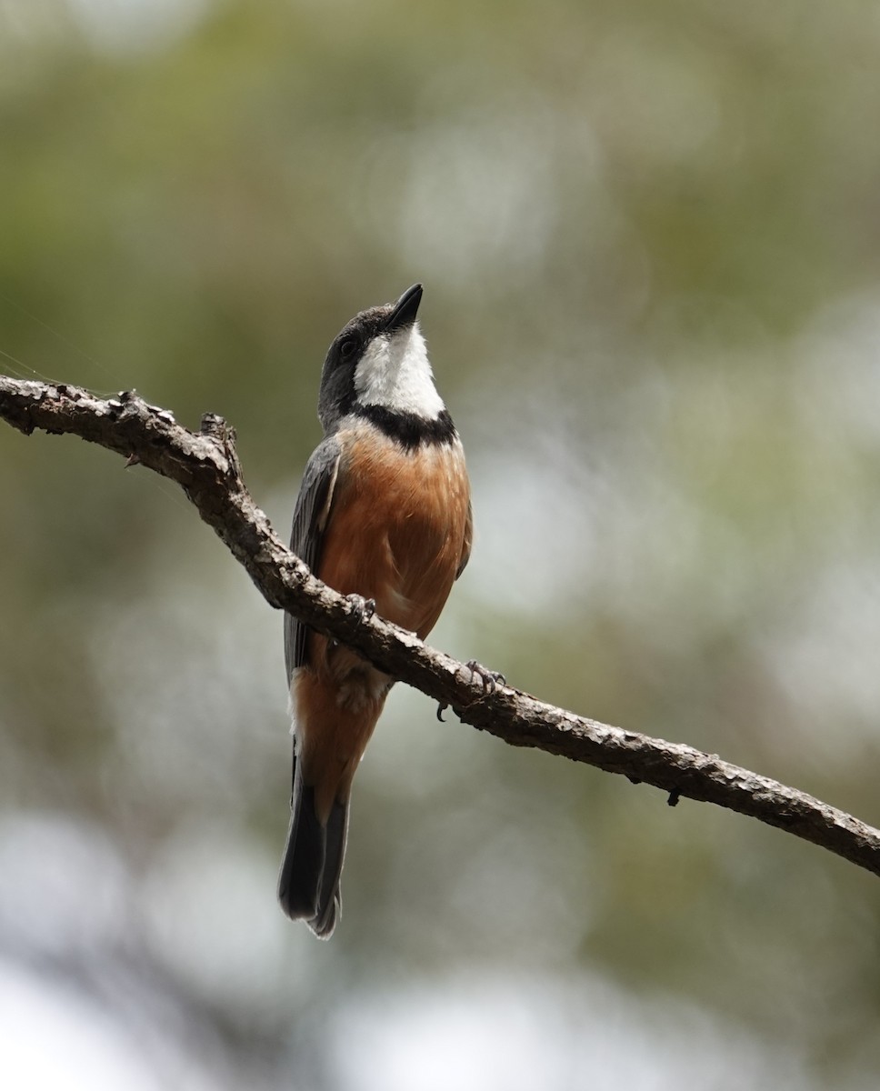 Rufous Whistler - ML645158215