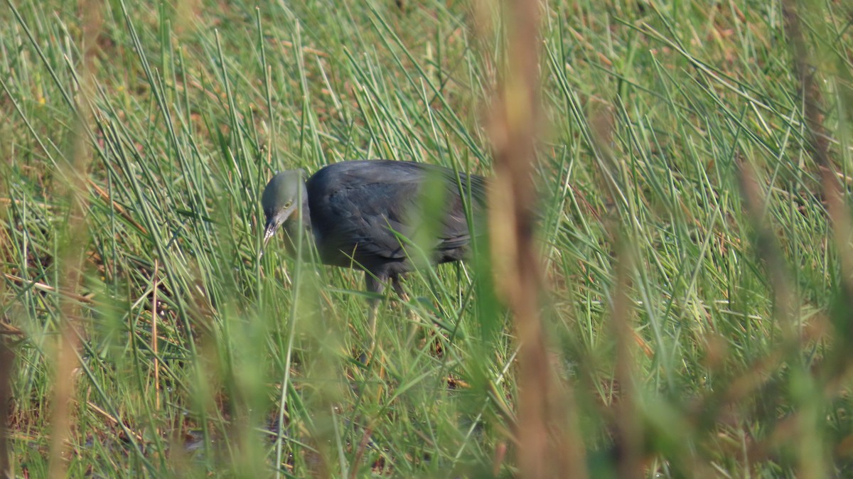 Aigrette vineuse - ML645158236