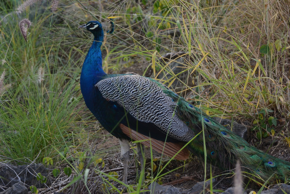 Indian Peafowl - ML645158237
