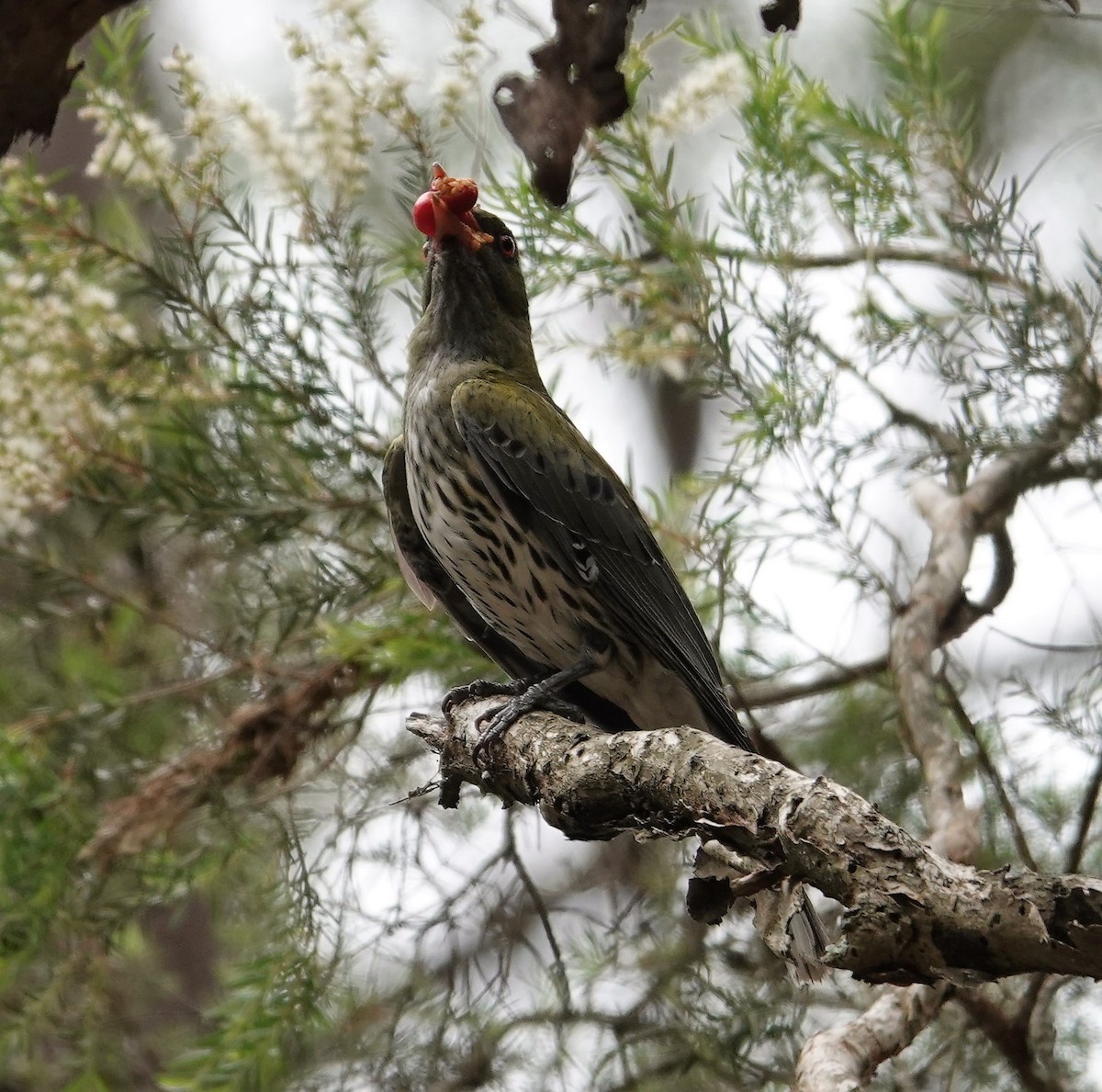 Olive-backed Oriole - ML645158238
