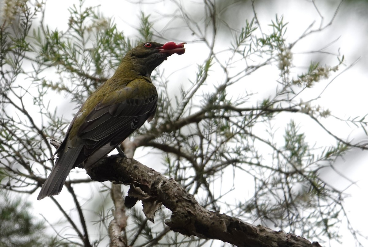 Olive-backed Oriole - ML645158239