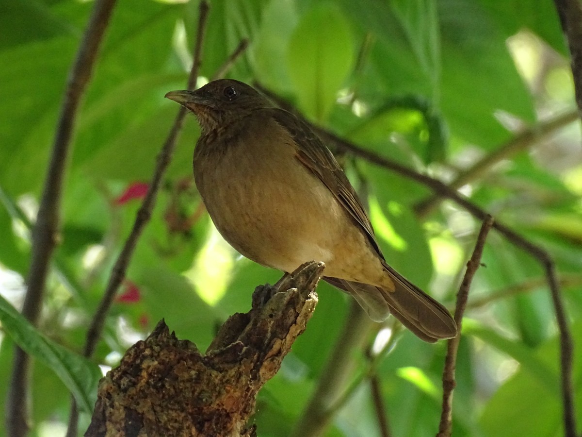 Clay-colored Thrush - ML645158249