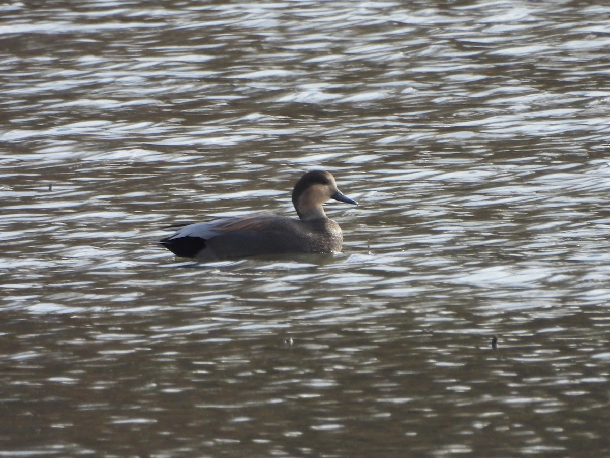 kopřivka obecná - ML645158253