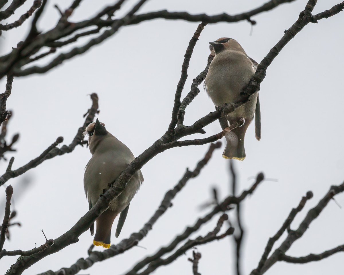 Ampelis Europeo - ML645158254