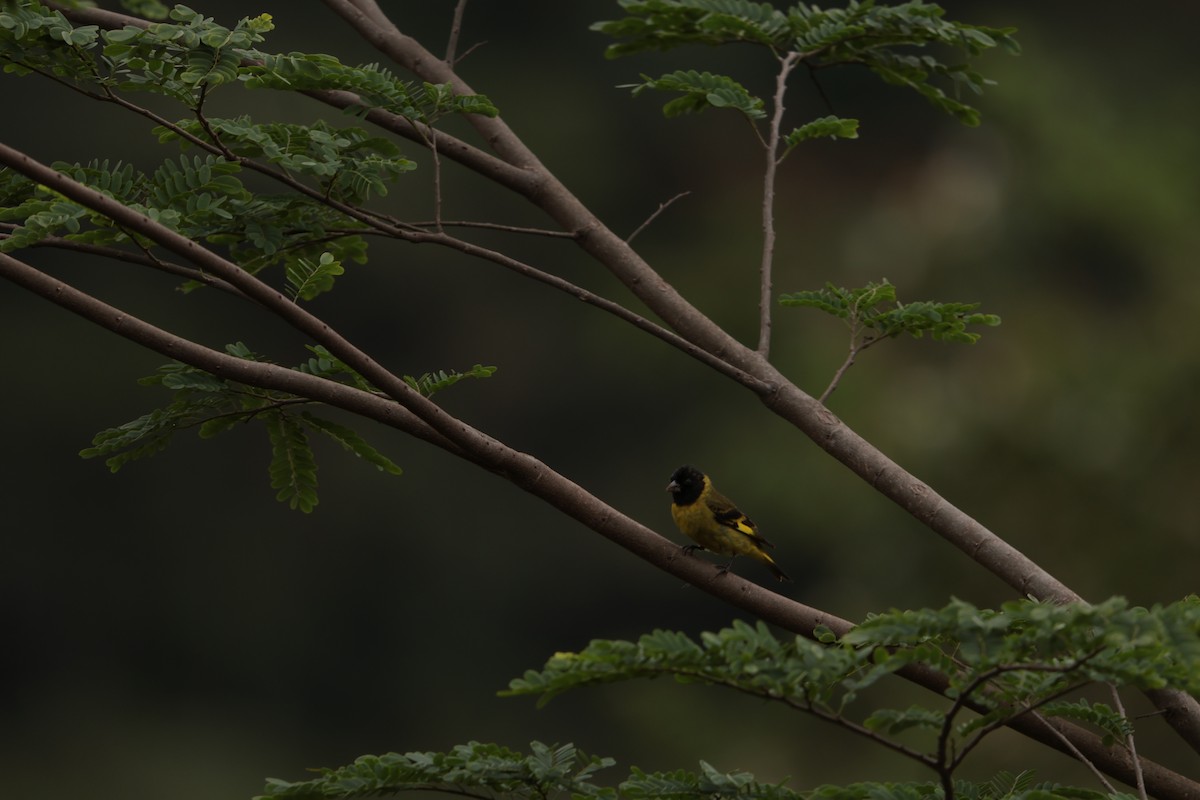 Hooded Siskin - ML645158256