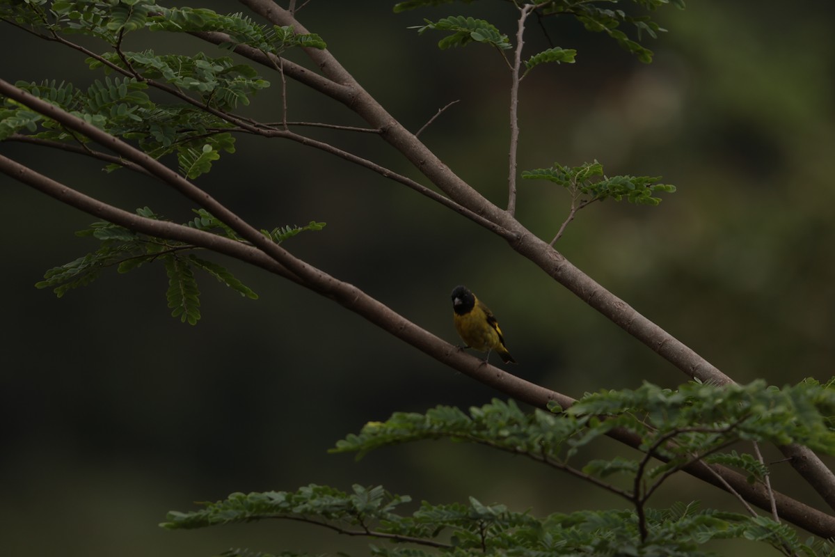 Hooded Siskin - ML645158257