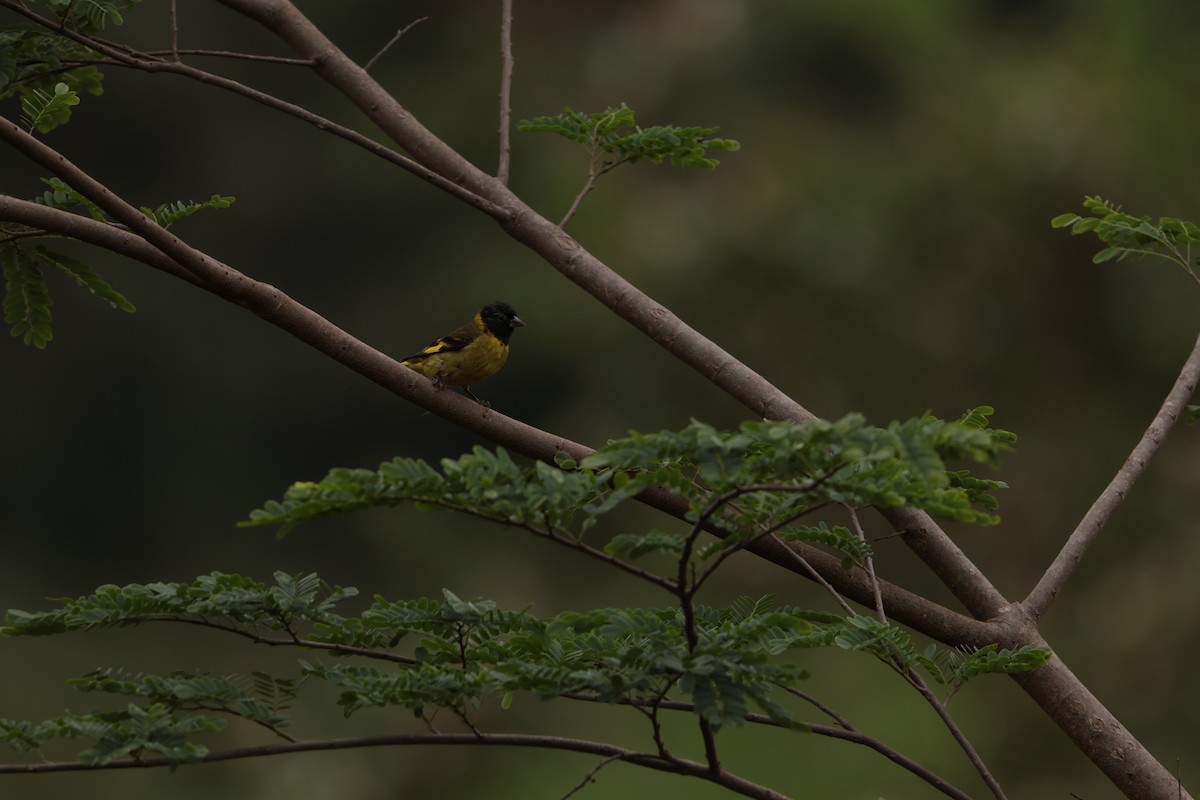 Hooded Siskin - ML645158258