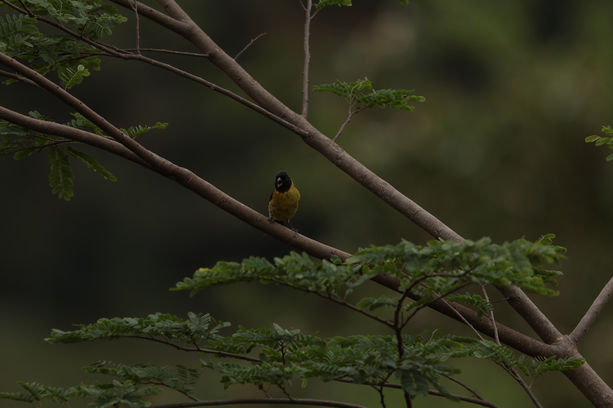 Hooded Siskin - ML645158260