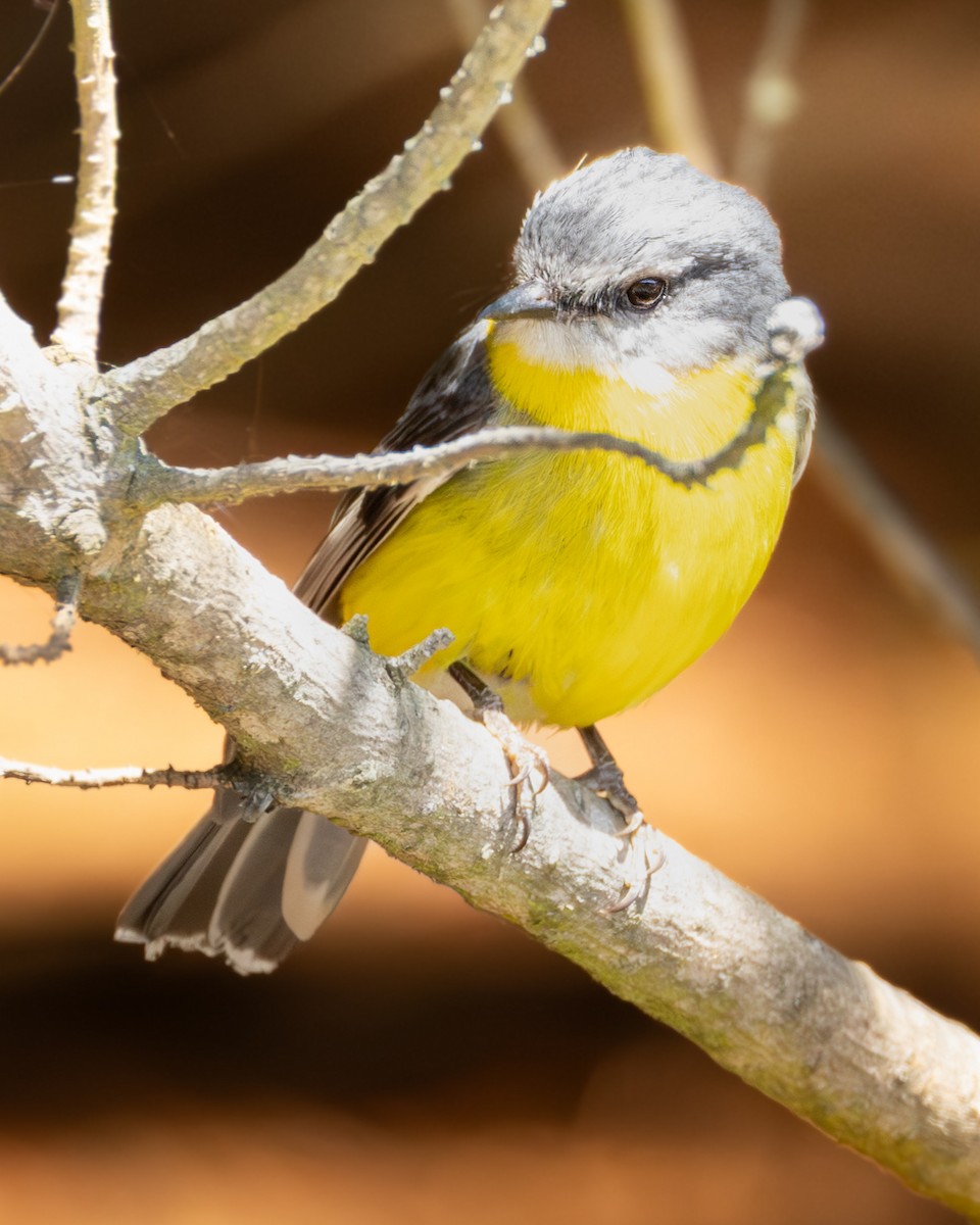 Doğulu Sarı Bülbül - ML645158263