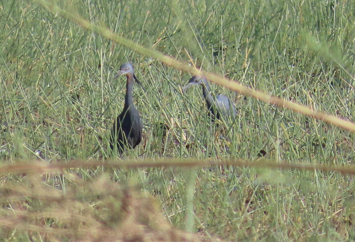 Aigrette vineuse - ML645158264
