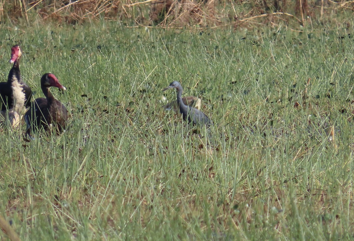 Aigrette vineuse - ML645158265