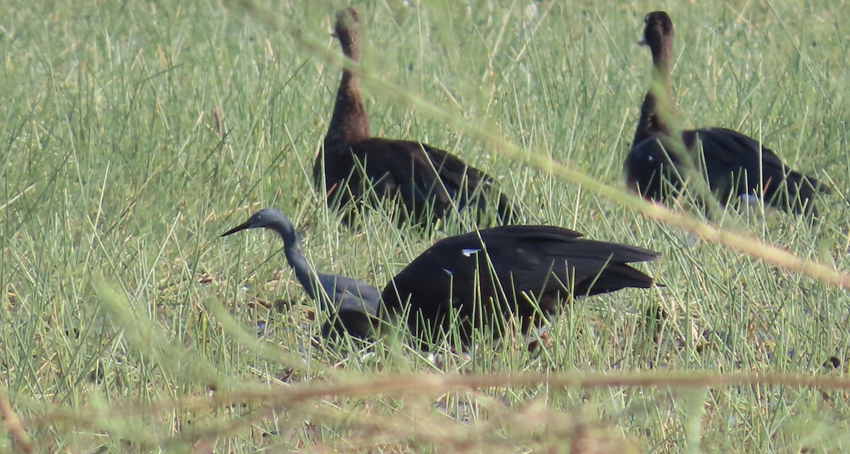 Aigrette vineuse - ML645158266