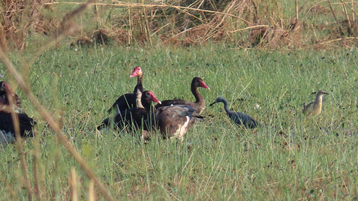 Aigrette vineuse - ML645158267