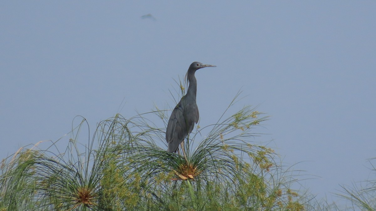 Black Heron - ML645158276
