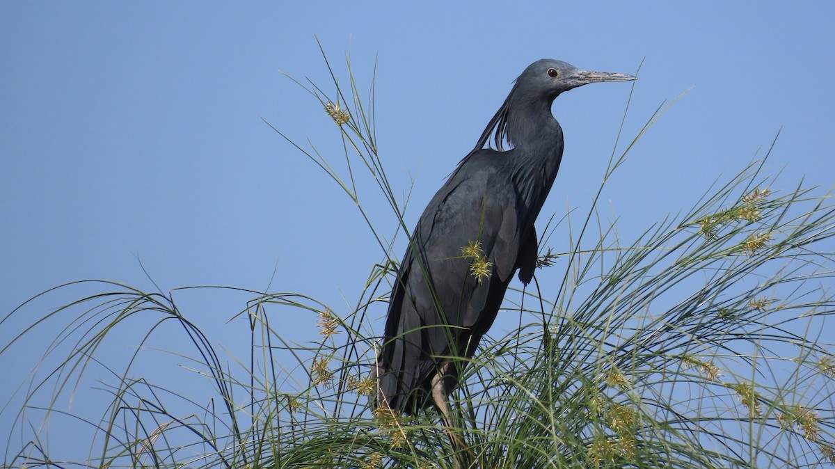 Black Heron - ML645158277