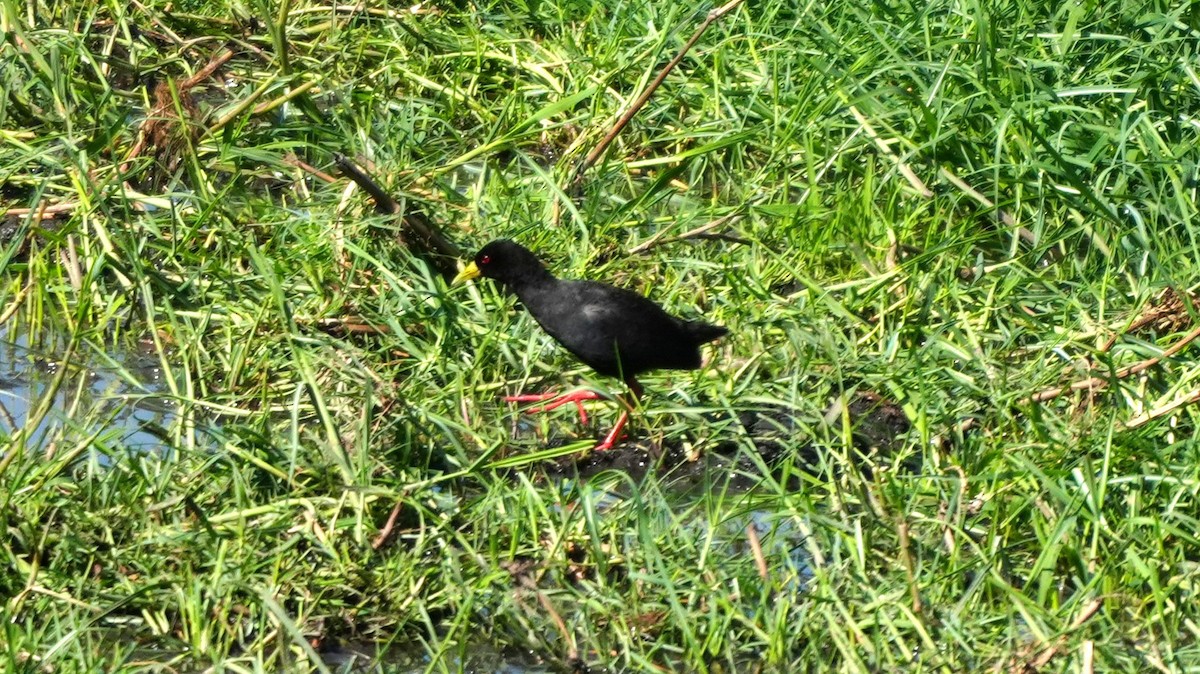 Black Crake - ML645158284