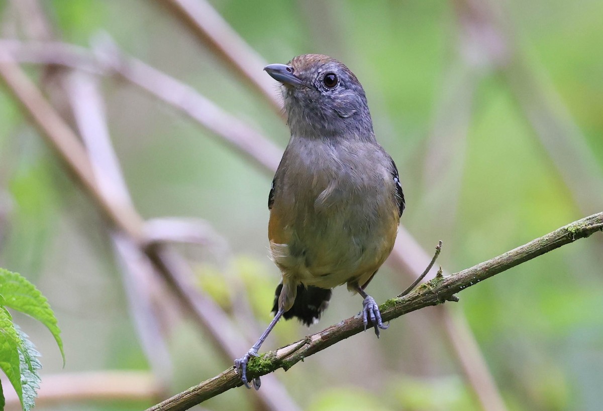Variable Antshrike - ML645158290