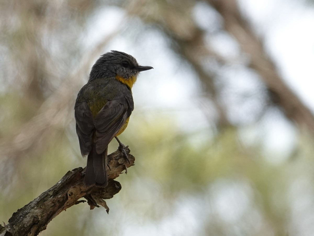 Doğulu Sarı Bülbül - ML645158300