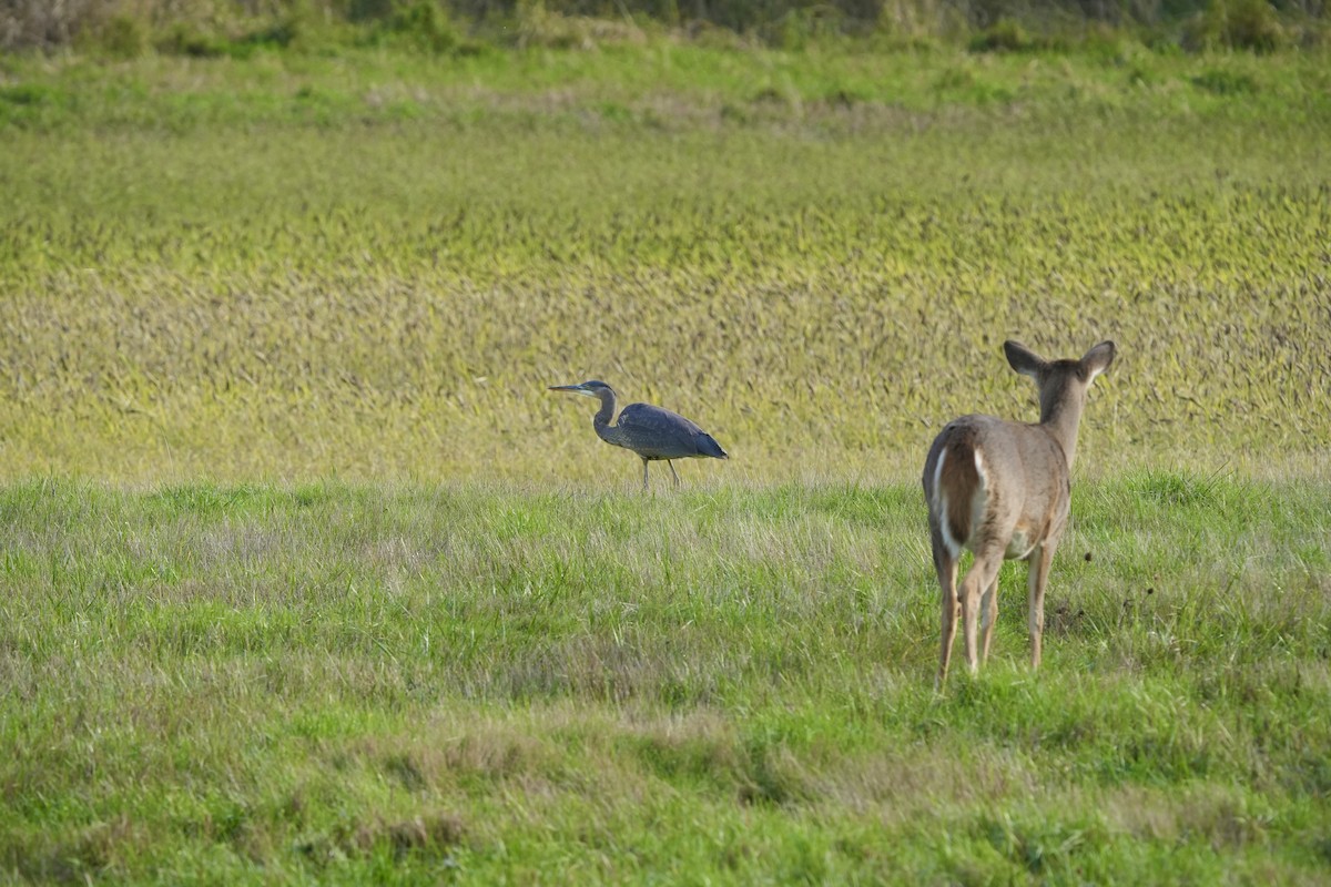 Great Blue Heron - ML645158302