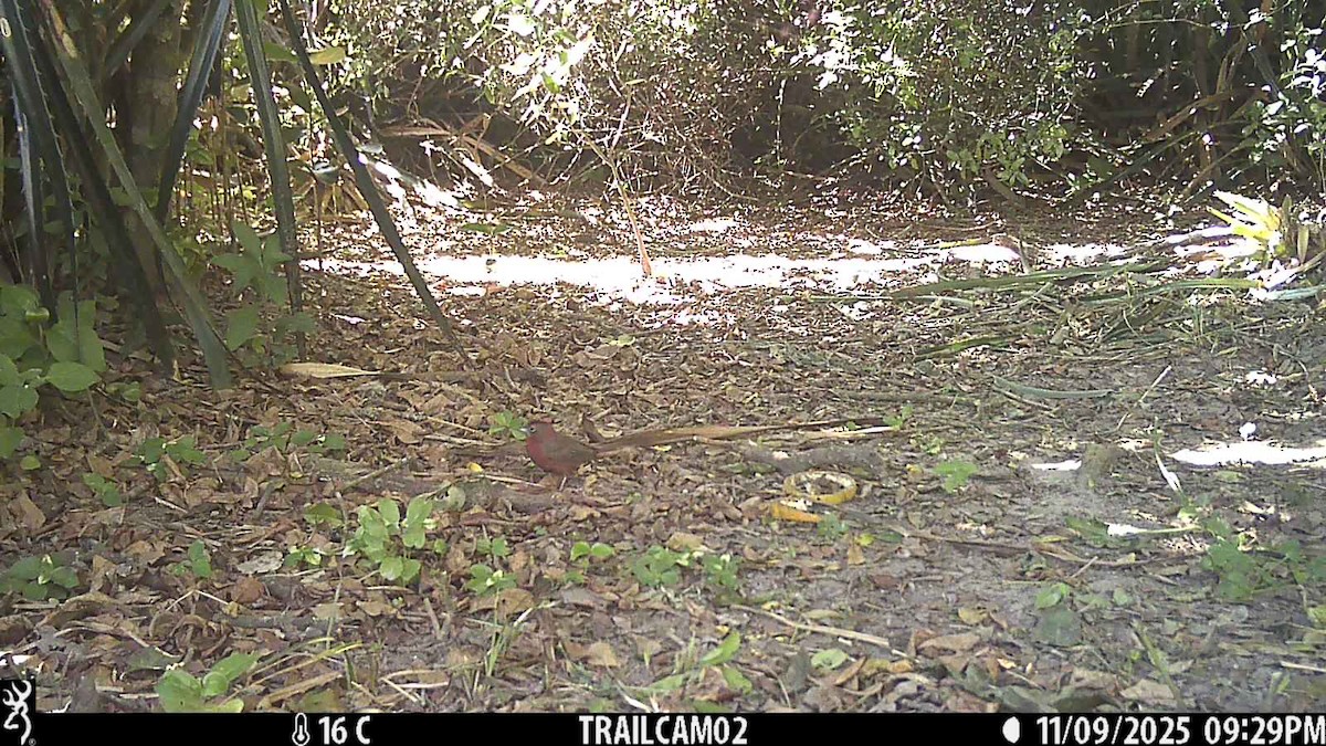 Red-crested Finch - ML645158308