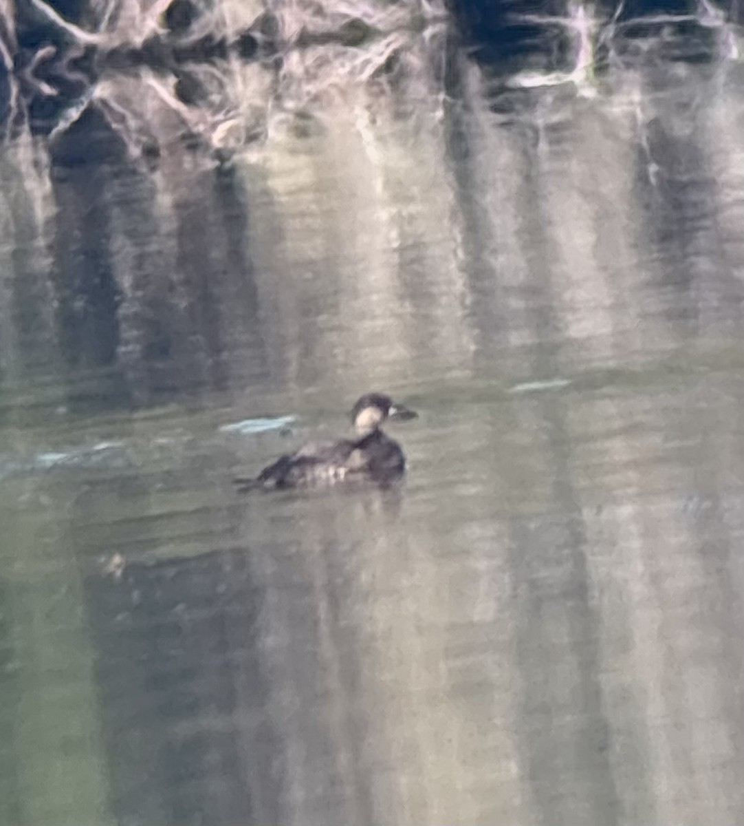 Black Scoter - ML645158316