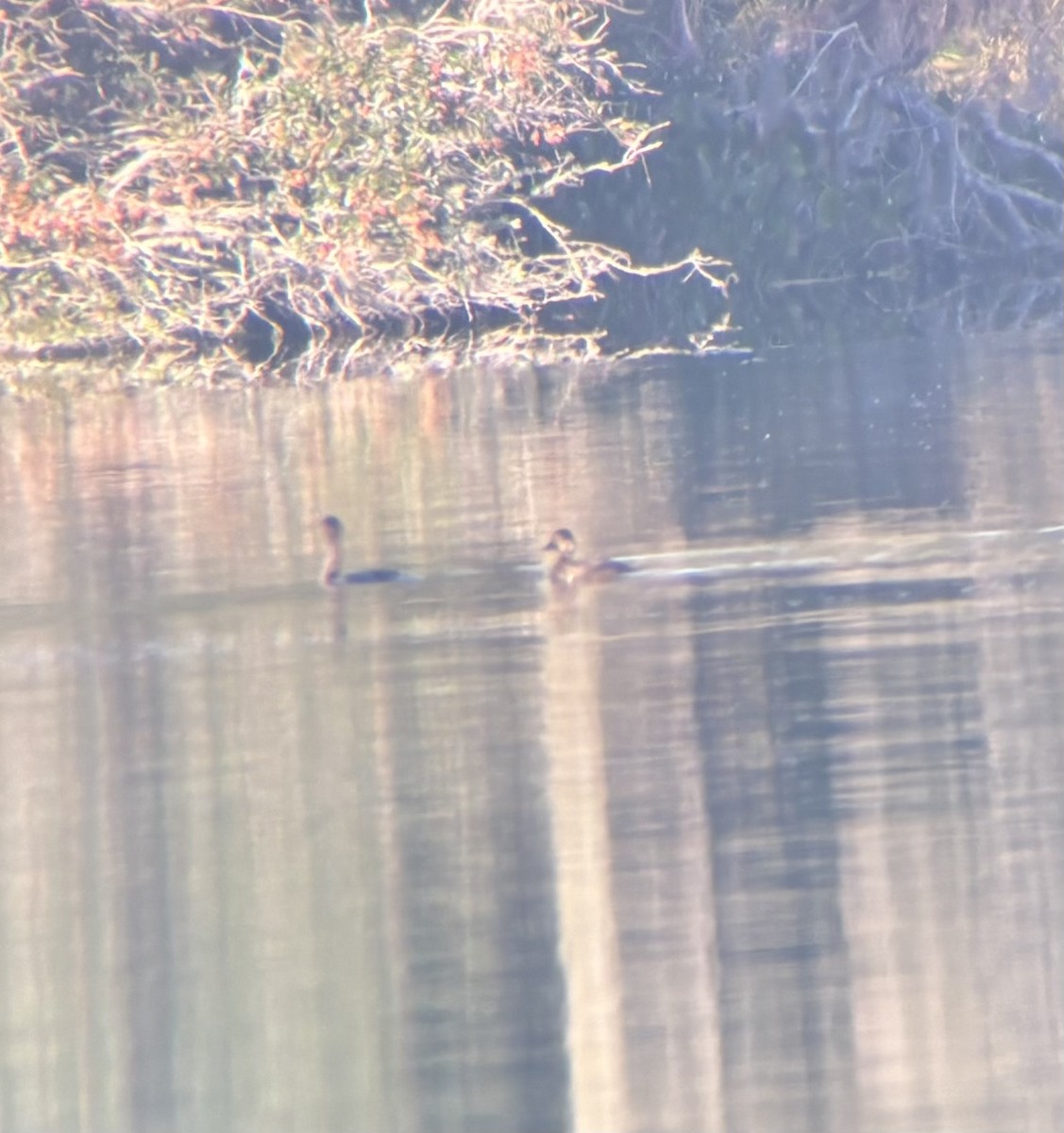 Black Scoter - ML645158317