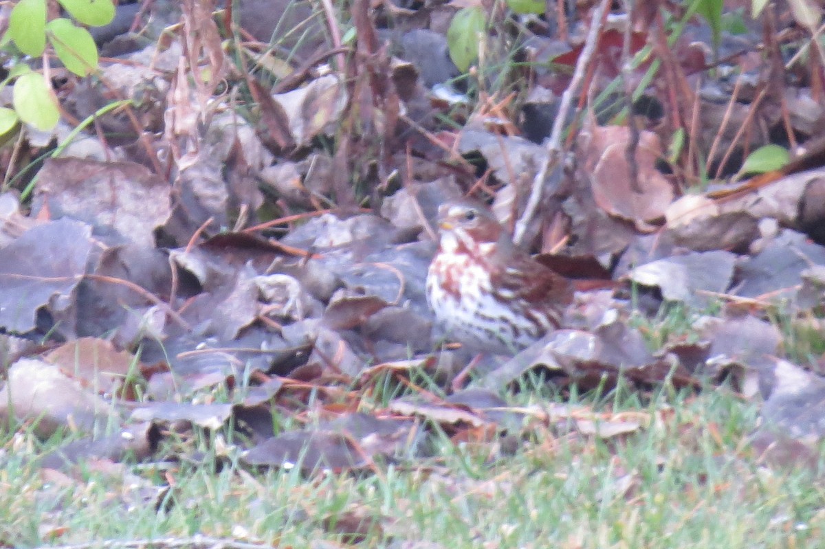 Fox Sparrow (Red) - ML645158321